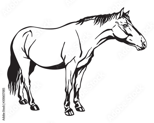 Vector standing horse