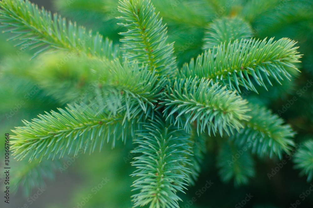 young fluffy spruce, close up branch in the garden