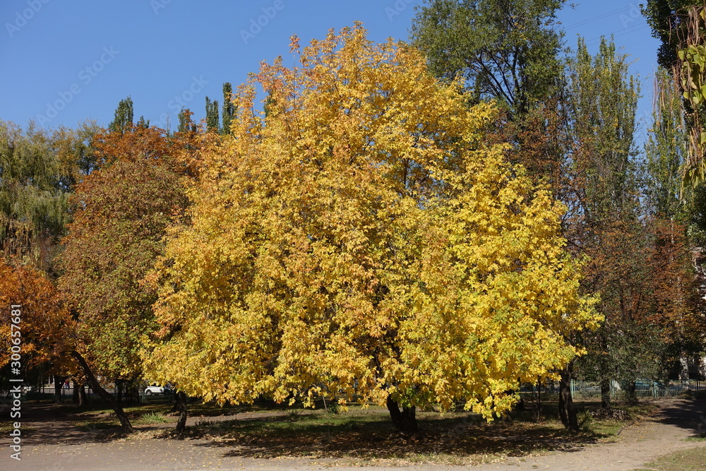 Full length view of ash tree in October