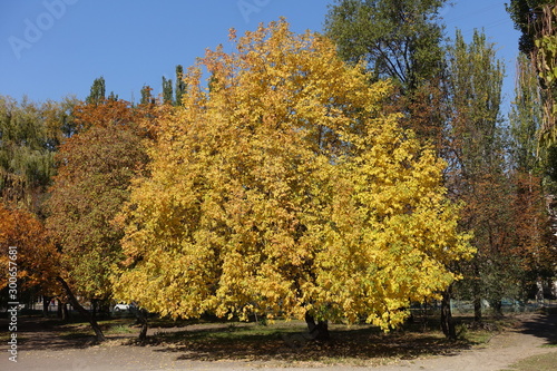 Full length view of ash tree in October