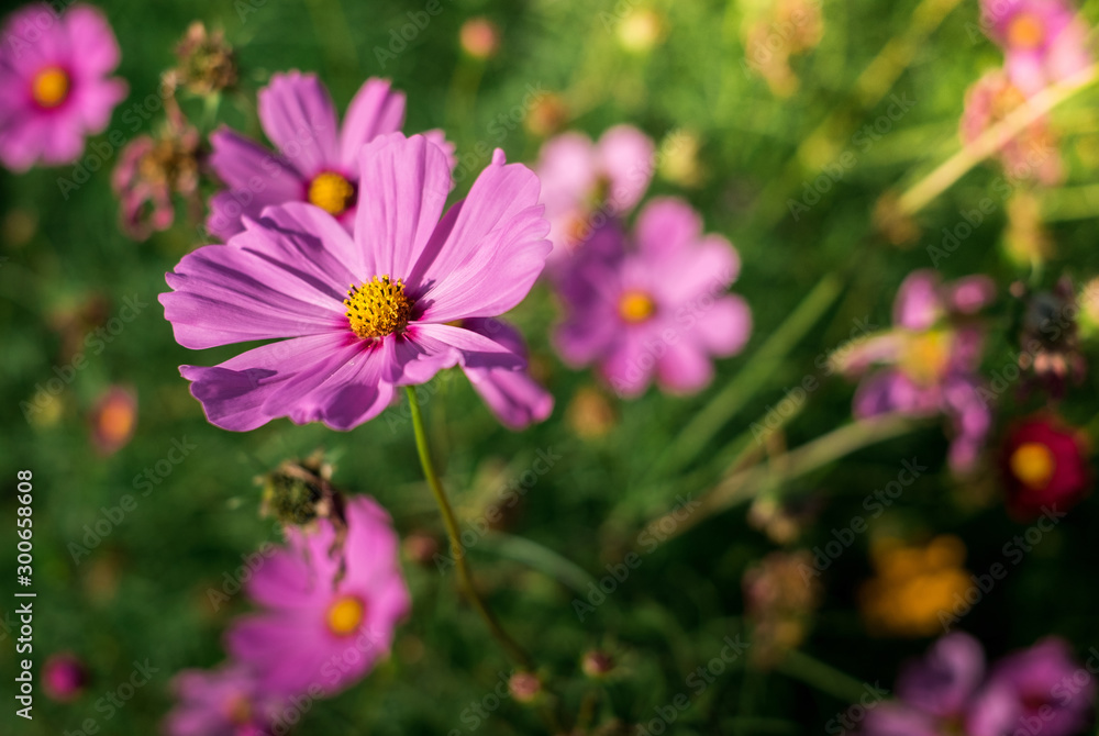 Cosmos Flower has two species - Cosmos bipinnatus and Cosmos sulphureus. Cosmos Flower has two species - Cosmos bipinnatus and Cosmos sulphureus.