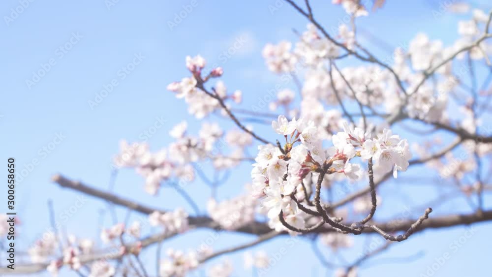 桜の花 桜の花