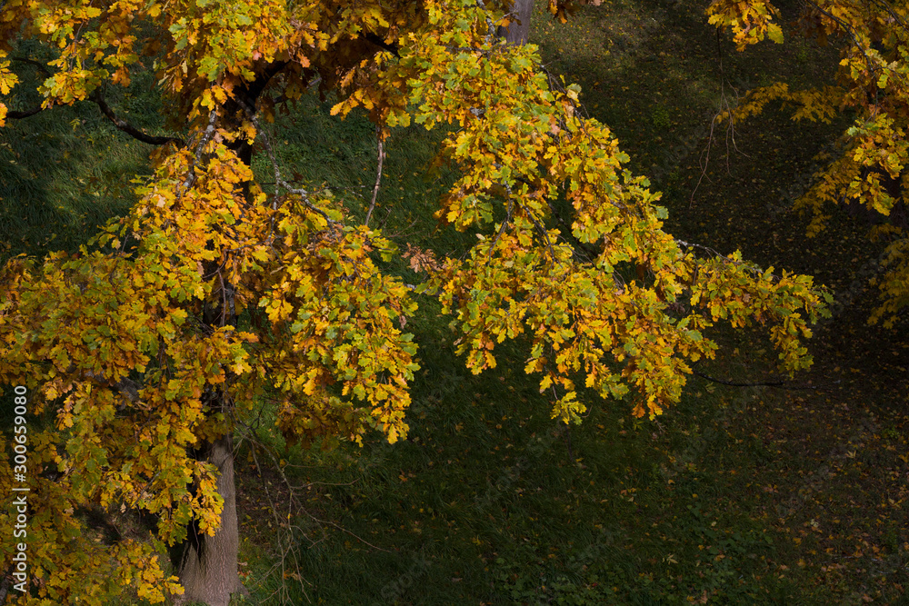 closeup of a tree branch with autumn yellow leaves lit by the sun on a blurred background