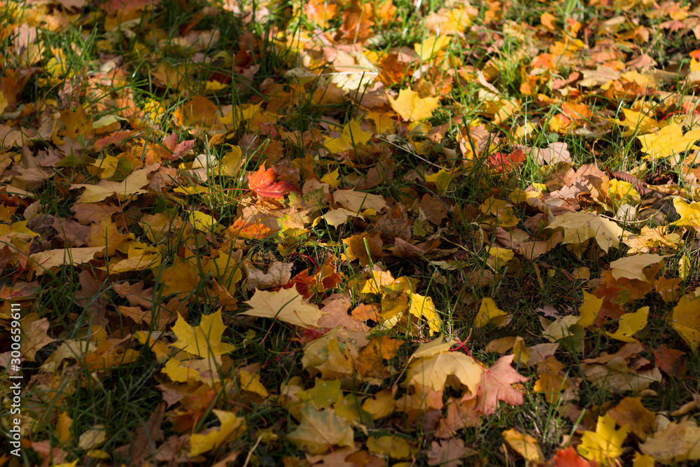 closeup tree leaves with autumn yellow fallen in the park lit by the sun closeup tree leaves with autumn yellow fallen in the park lit by the sun