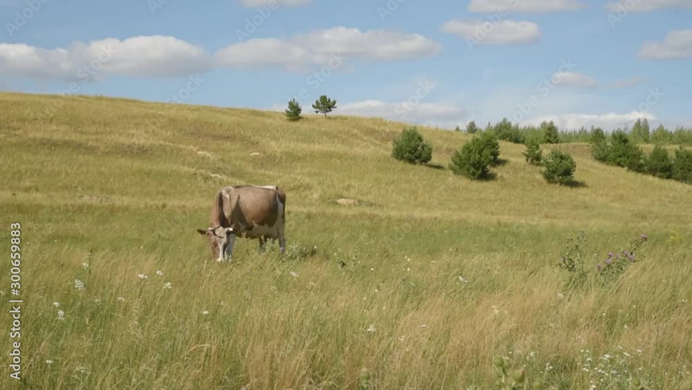 A cow in the meadow chews grass. A cow in the meadow chews grass.