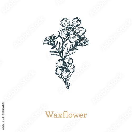 Waxflower vector illustration. Drawn sketch of Chamelaucium wild flower in engraving style. Botanical plant isolated.