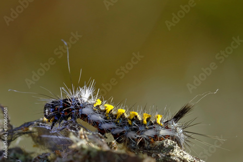 Small stinging caterpillar perched on a leaf in an Andean forest. Junín - Perú