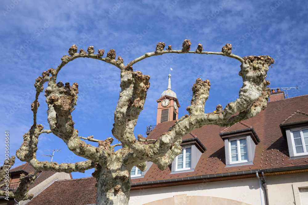 Obraz premium Trimmed Platanus (Plane) trees, Place des Déportés in Poligny which is a commune in the Jura department in Franche-Comté in eastern France.