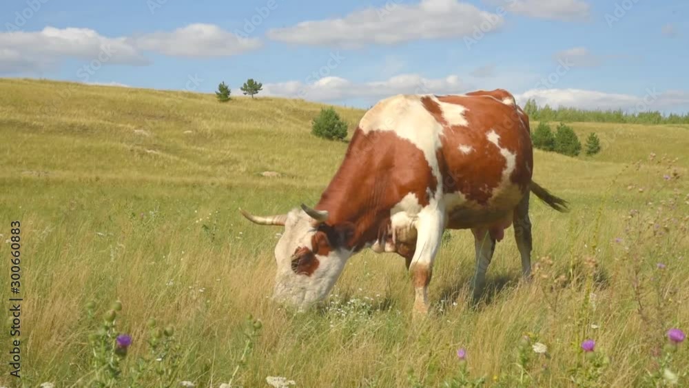 A cow in the meadow chews grass. Close-up of animal cattle. A cow in the meadow chews grass. Close-up of animal cattle.