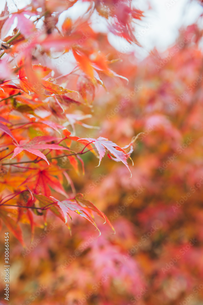 Outdoor autumn maple Japanese red maple leaf closeup,Acer palmatum atropurpureum Outdoor autumn maple Japanese red maple leaf closeup,Acer palmatum atropurpureum