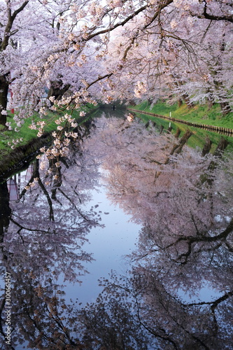 弘前さくら 水面に映る桜 朝
