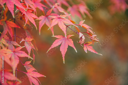Outdoor autumn maple Japanese red maple leaf closeup，Acer palmatum atropurpureum