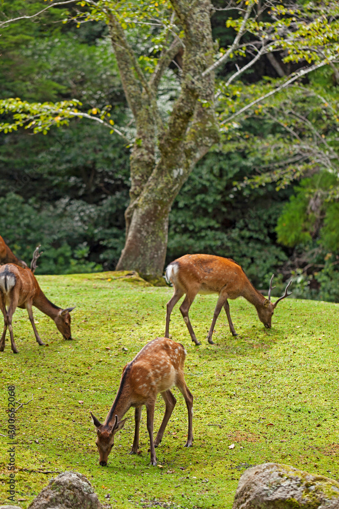 Wild deers walking around in Omoto Park, Japan Wild deers walking around in Omoto Park, Japan