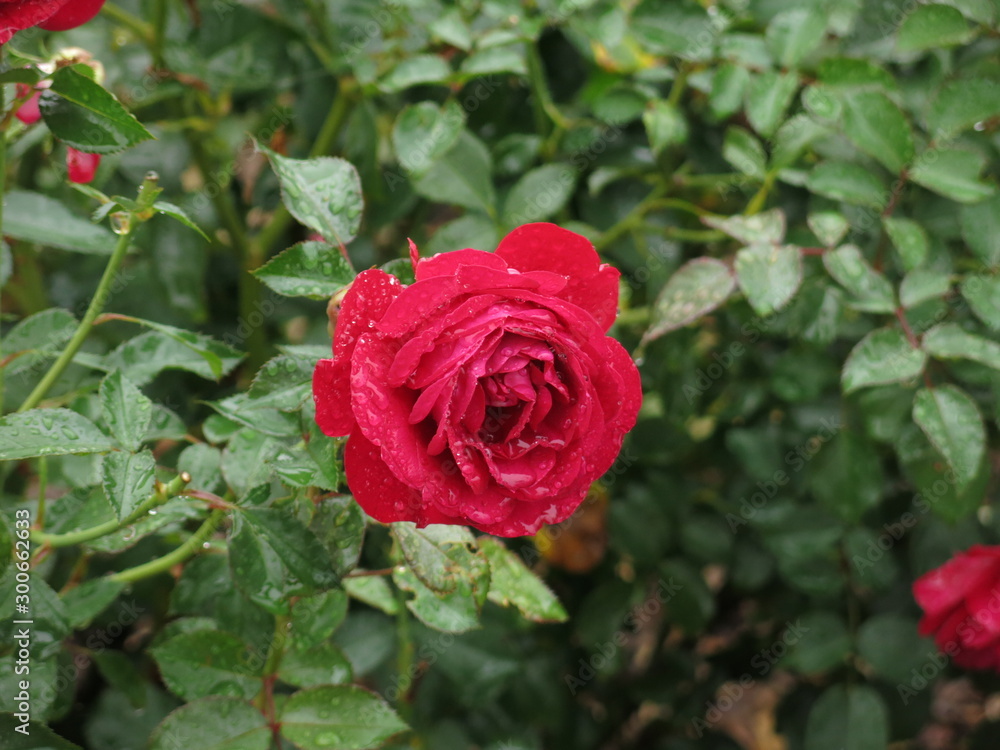 雨に濡れた赤バラ