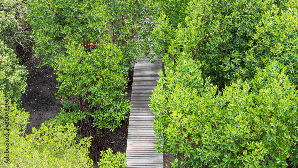 mangrove forest Rayong city in Thailand. mangrove forest Rayong city in Thailand.