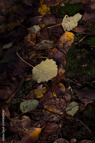 closeup dark dried tree leaves with autumn yellow fallen in the park