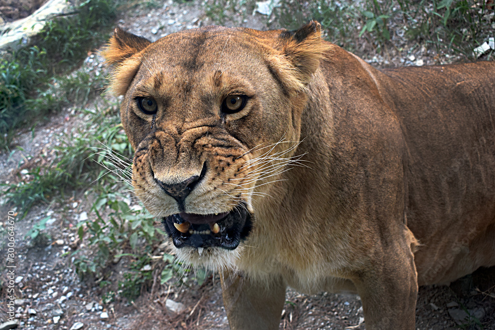 Fototapeta premium lion in zoo