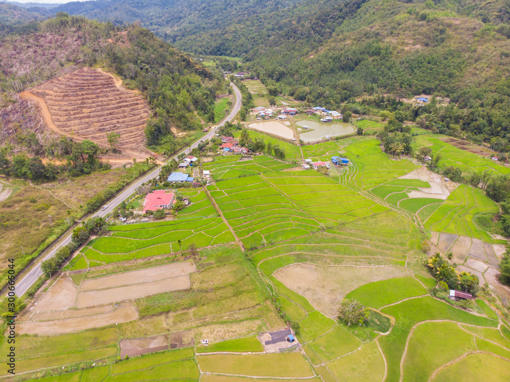 aerial image of beautiful pattern Paddy Field rice with small hut