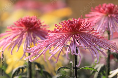 ピンク色のロングヘアーの菊たち