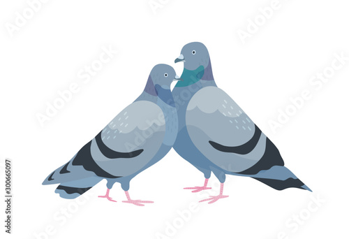 Cute couple of pigeons