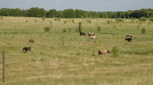 Wallpaper Mural Cows in the meadow chew grass. Torontodigital.ca
