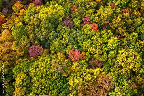 Autumn color forest. Aerial view from a drone over colorful autumn trees in the forest.