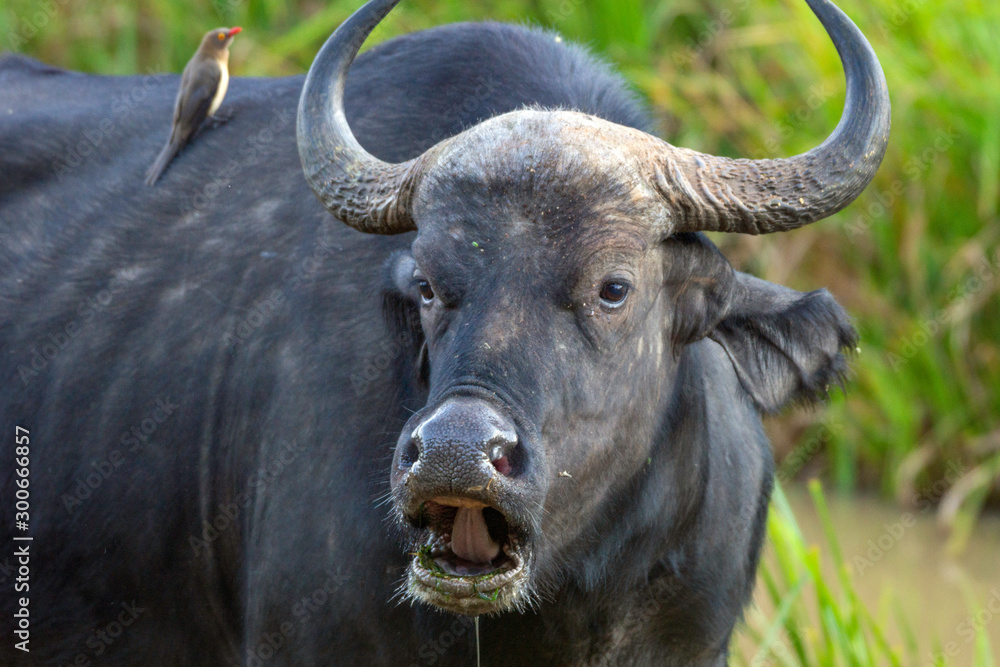 Portrait of a buffalo in the wilderness in Kenya/Africa. Wildlife, animal, portrait, photography, travel, bush, explore, eye contact concept. Portrait of a buffalo in the wilderness in Kenya/Africa. Wildlife, animal, portrait, photography, travel, bush, explore, eye contact concept.