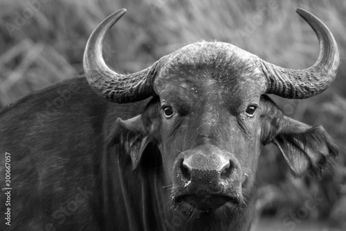 Black and white closeup portrait of a beautiful wild buffalo bull in Kenya/Africa. Wildlife, wilderness, buffalo, horns, eye contact, safari concept.