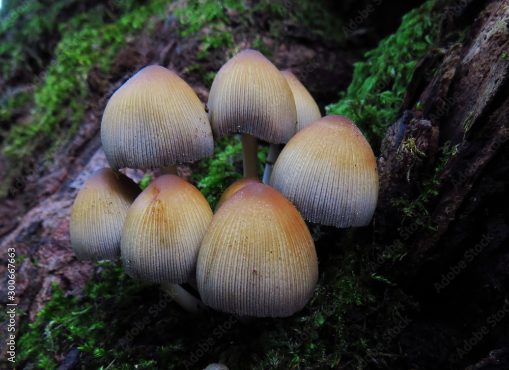 mushrooms in grass mushrooms in grass