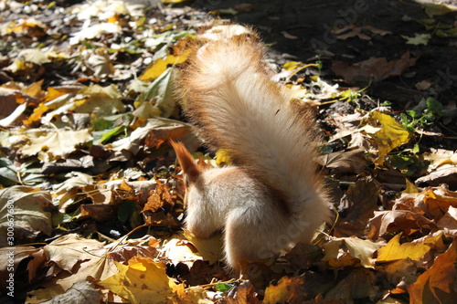autumn squirrel in the park