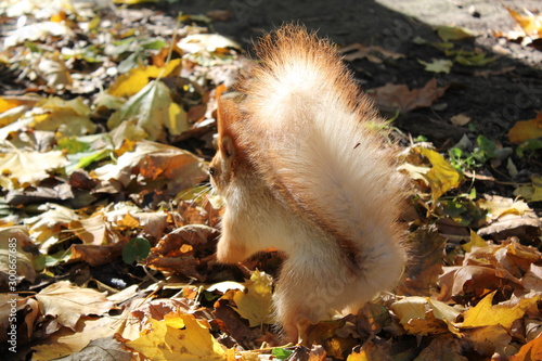 autumn squirrel in the park