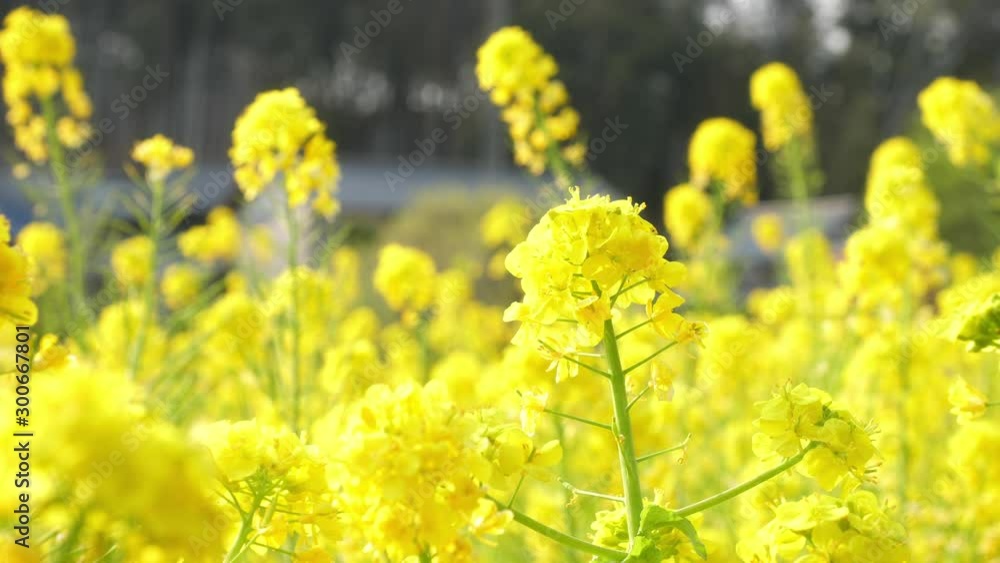 菜の花