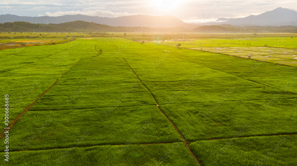 Amazing Beautiful Aerial view of young green rice paddy field at Kota Belud, Sabah, Malaysia