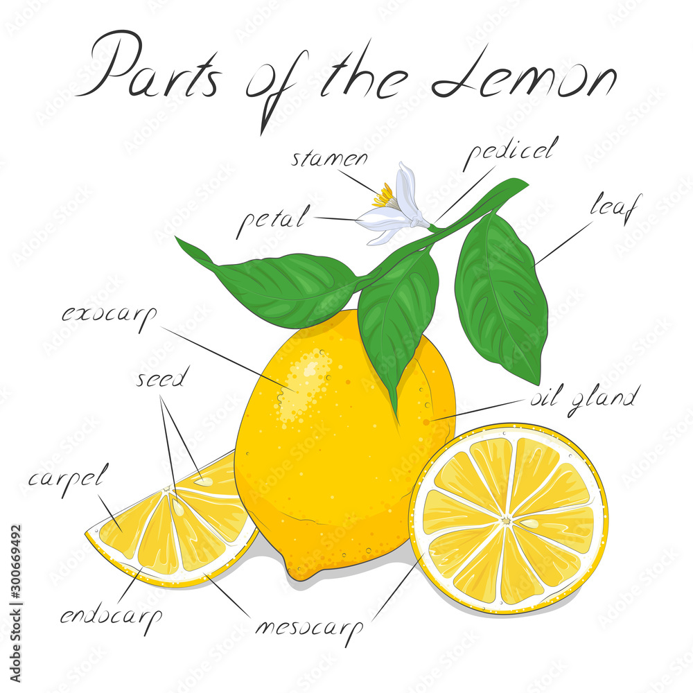 Lemon structure, parts of plant, parts of lemon, constituent parts of