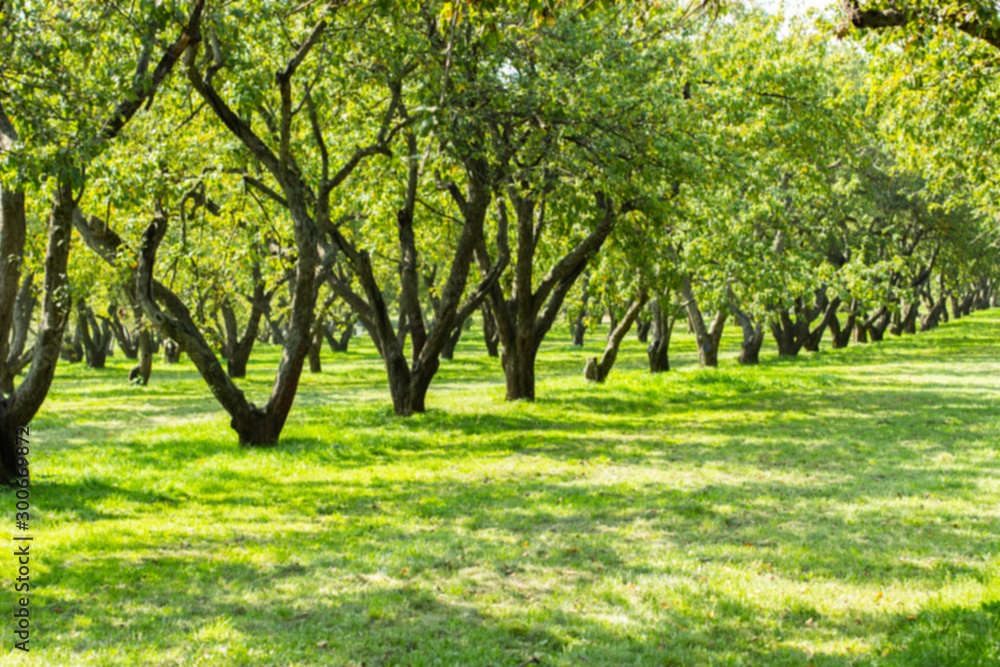 Farm orchard, apple backdrop background. Natural park of fruit trees, green foliage and dark trunks in a row. Farm orchard, apple backdrop background. Natural park of fruit trees, green foliage and dark trunks in a row.