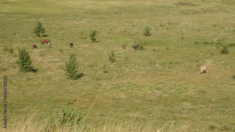 Cows in the meadow chew grass. Cows in the meadow chew grass.