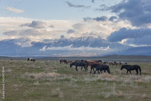 Herd of Wild Horses in Spring in Utah