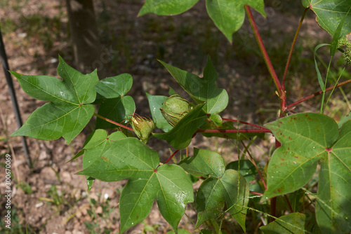 Gossypium herbaceum