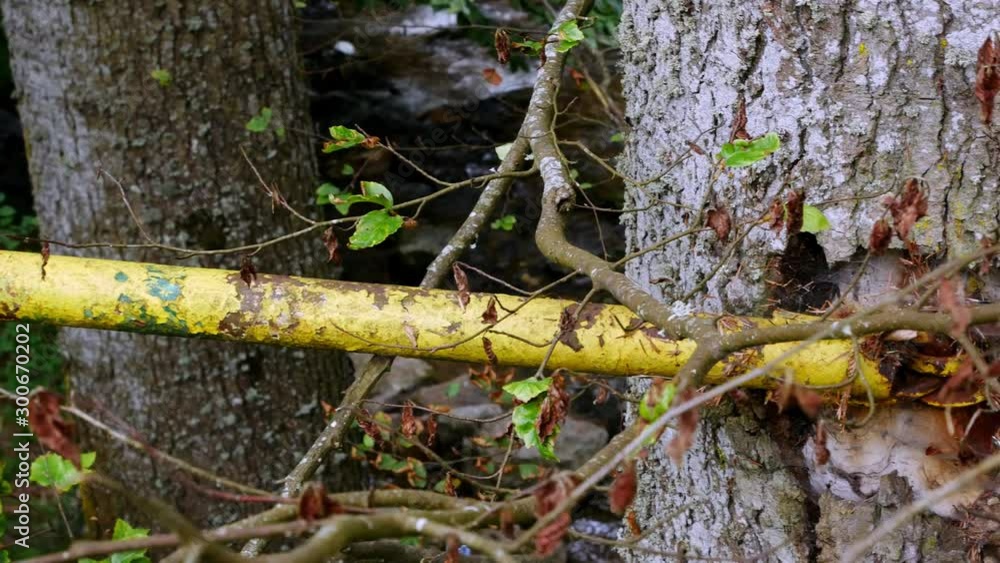 Panning shot of a metal bar anchored to a tree in a deep dark forest. Panning shot of a metal bar anchored to a tree in a deep dark forest.