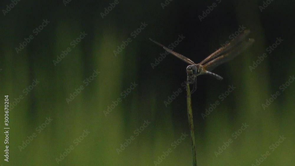 Close Shot of a Dragonfly on a Blade of a Grass Close Shot of a Dragonfly on a Blade of a Grass