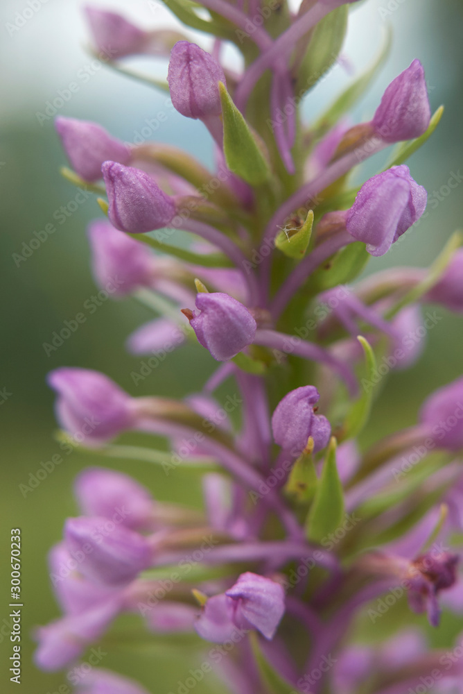 Fototapeta premium Gymnadenia conopsea