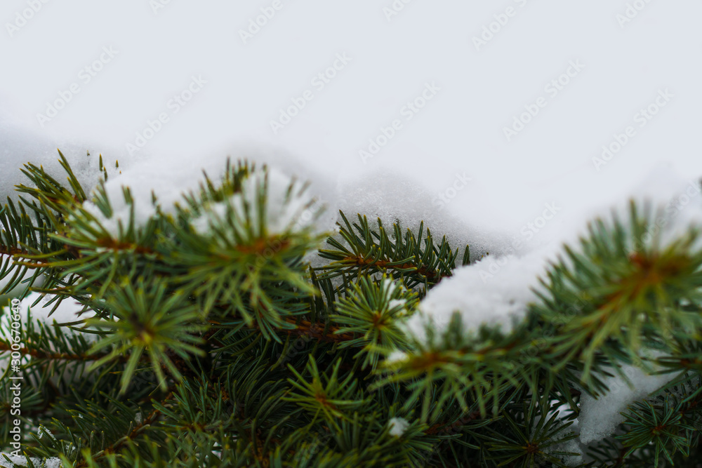 spruce in the snow close-up