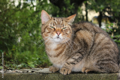 Dicke Katze mit verkniffenen Augen, Schlitzaugen © Mihrican