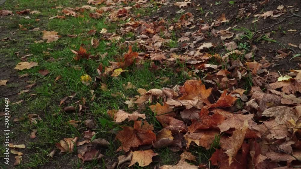 Autumn scene with yellowing leaves on the ground with lawn. Autumn scene with yellowing leaves on the ground with lawn.