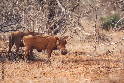 Wild hog from samburu in kenya/africa © Jon Anders Wiken