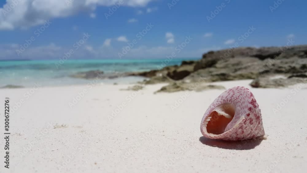 Seashell on a tropical beach in Maldives, beautiful horizon over the ocean Seashell on a tropical beach in Maldives, beautiful horizon over the ocean
