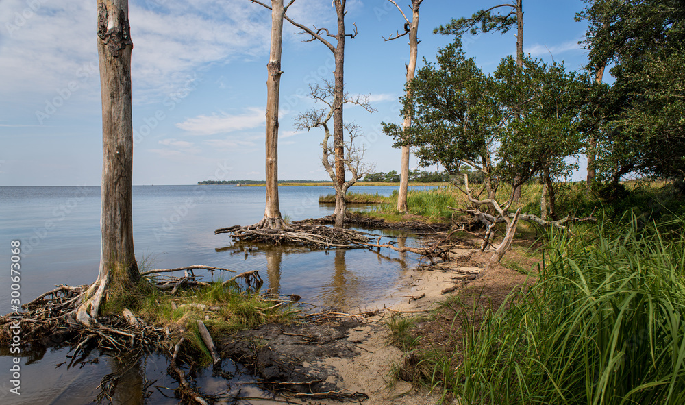 Dead loblolly pines (Pinus taeda) in the Nags Head Woods Preserve along the coast of Roanoke Sound in North Carolina. Rising sea levels, due at least in part to climate change, have inundated the tree