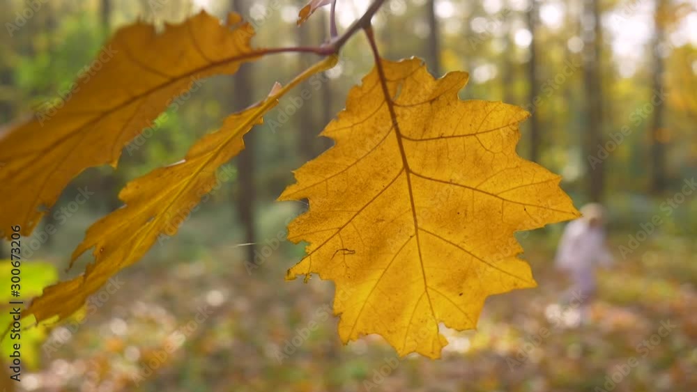 A tree branch with yellow autumn leaves swaying in the wind in the forest. Close up. In the background, a woman walking between trees out of focus. A tree branch with yellow autumn leaves swaying in the wind in the forest. Close up. In the background, a woman walking between trees out of focus.