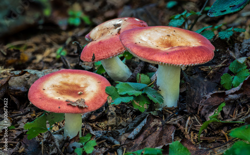 Three russula mushrooms growing on forest floor in West Virginia mountains in late September.