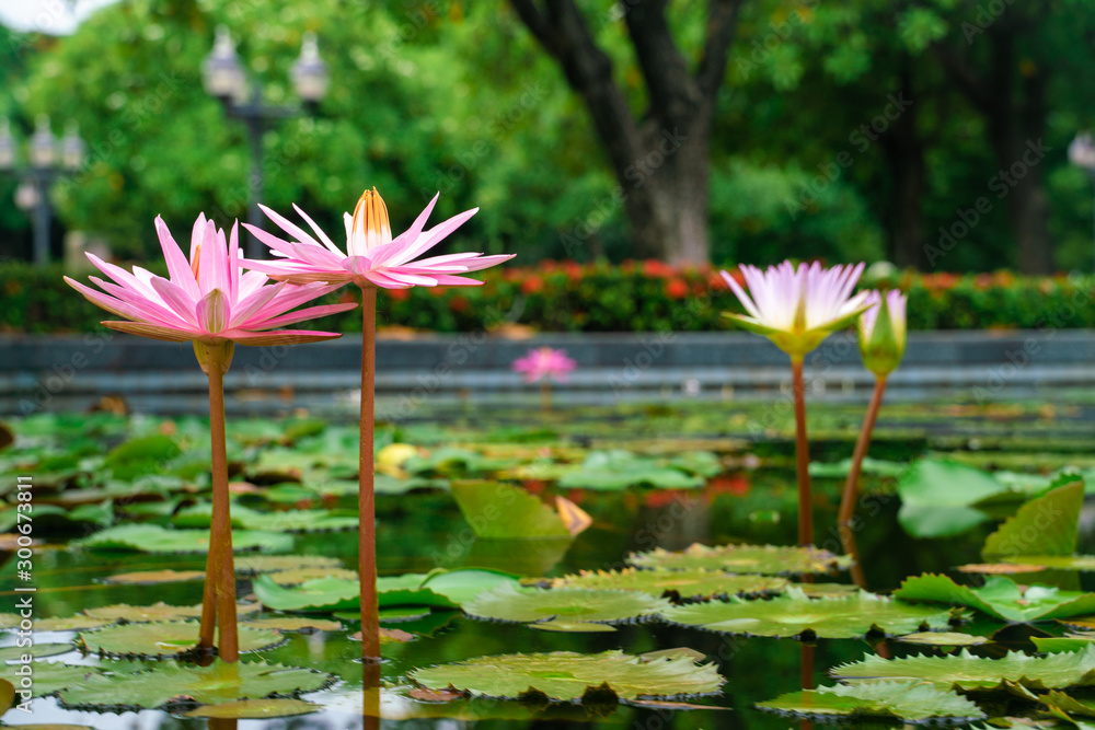 Pink lotus blossom flower bloommng in water pond Pink lotus blossom flower bloommng in water pond